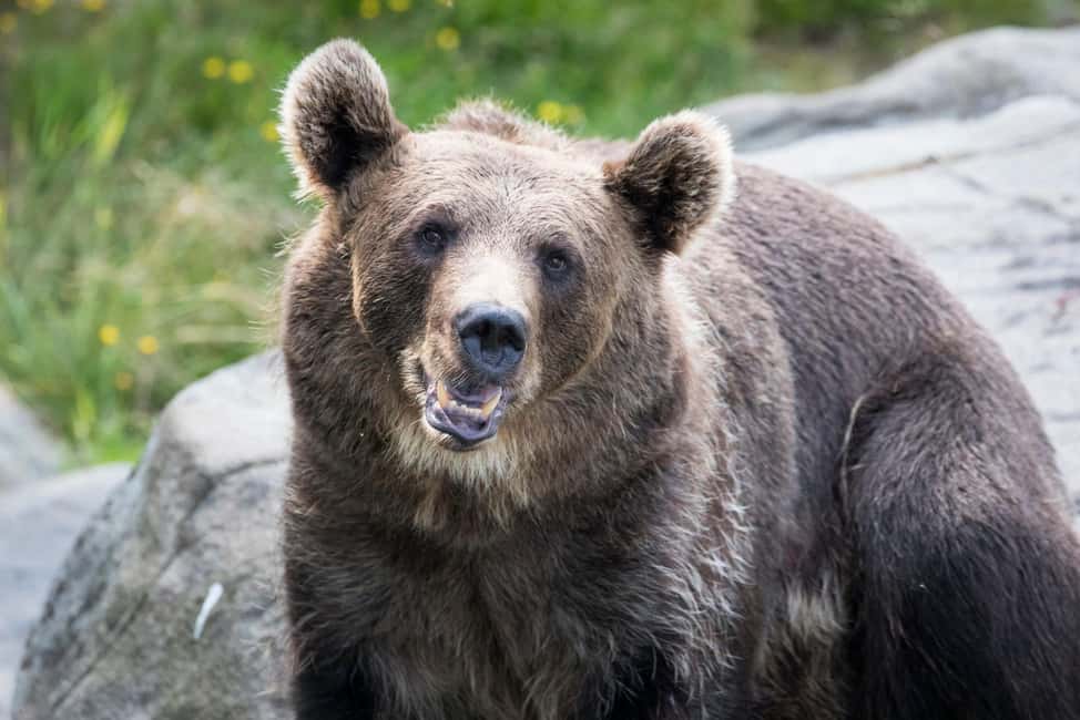 Rovaniemi: Ranua Wildlife Park Private Day Trip - Ranua Wildlife Park: 50+ Arctic species, packed into a focused visit