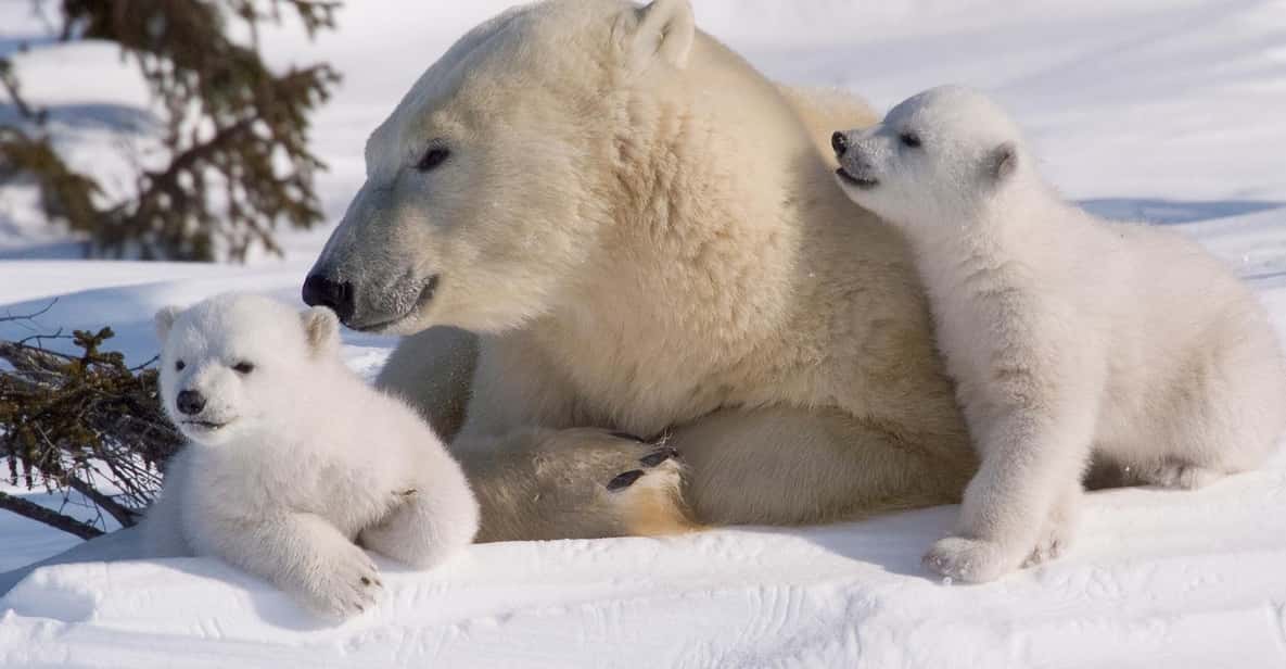 Rovaniemi: Ranua Zoo Visit with Lunch - Key Highlights You’ll Feel in Real Life