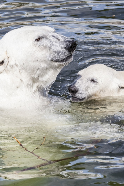 Rovaniemi: Ranua Zoo Visit with Lunch - How Ranua Zoo Fits Into a 6.5-Hour Rovaniemi Day