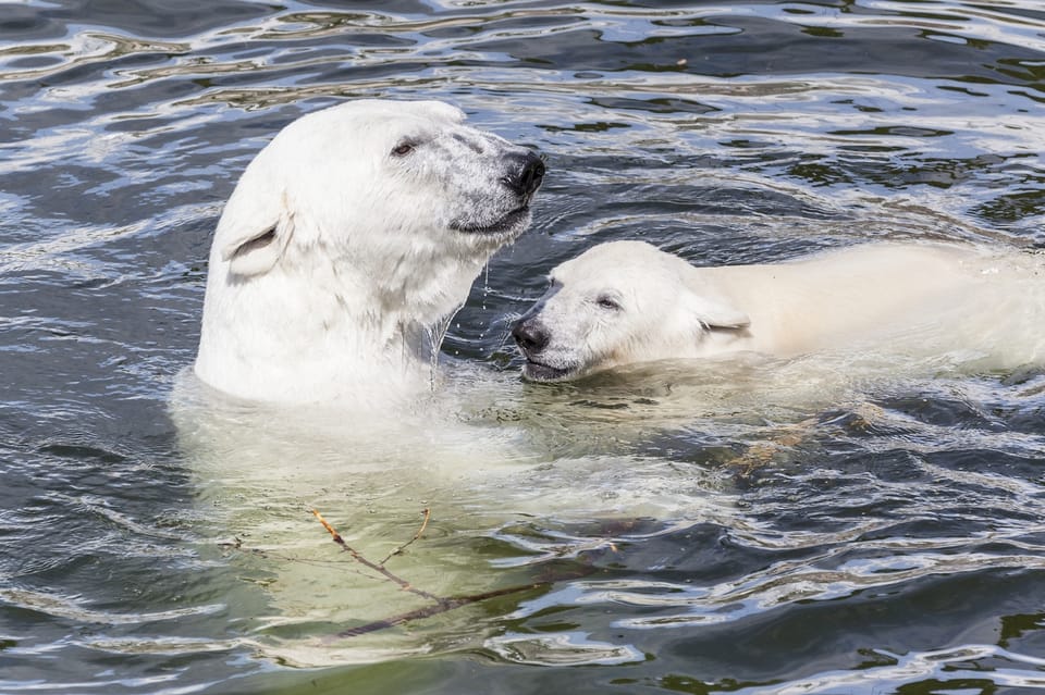 Rovaniemi: Ranua Zoo Visit with Lunch - Inside Ranua Zoo: Arctic-Only Animals, Smart Viewing