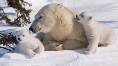 Rovaniemi: Ranua Zoo Visit with Lunch - Hotel Pickup and the Ounasvaara Hike for Big-View Lapland