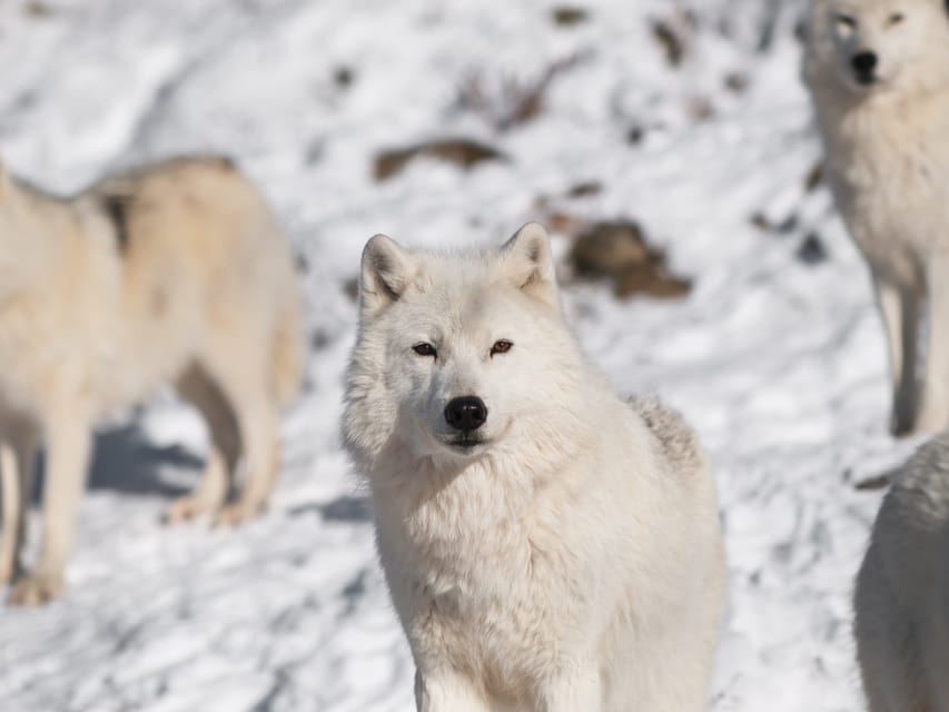 Rovaniemi: Ranua Zoo Visit with Lunch - Lunch at a Cozy Lappish Buffet: Fuel That Actually Helps