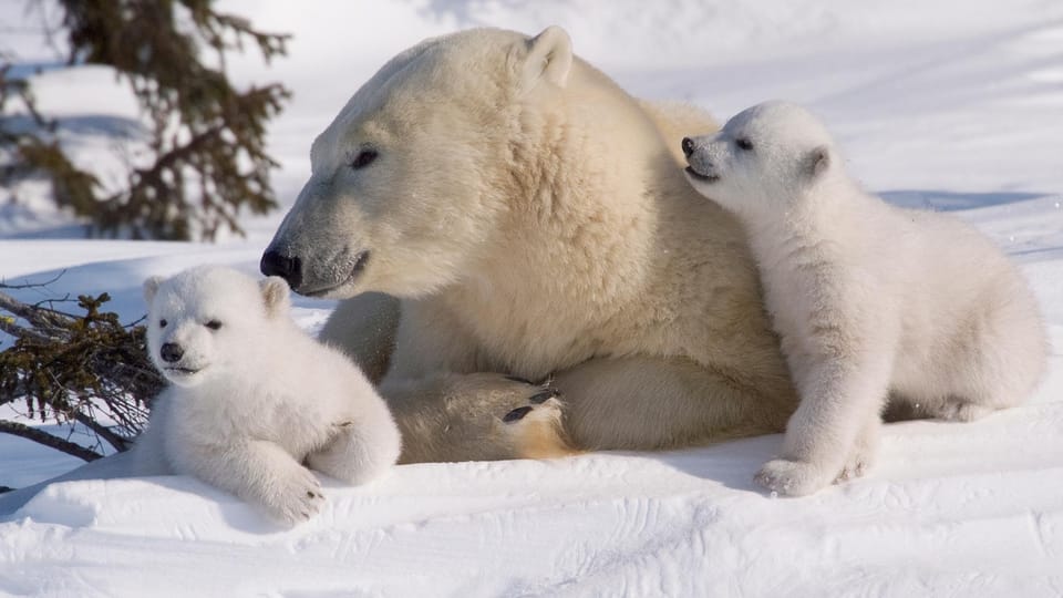 Rovaniemi: Ranua Zoo Visit with Lunch - Price and Logistics: What You’re Paying For at $258