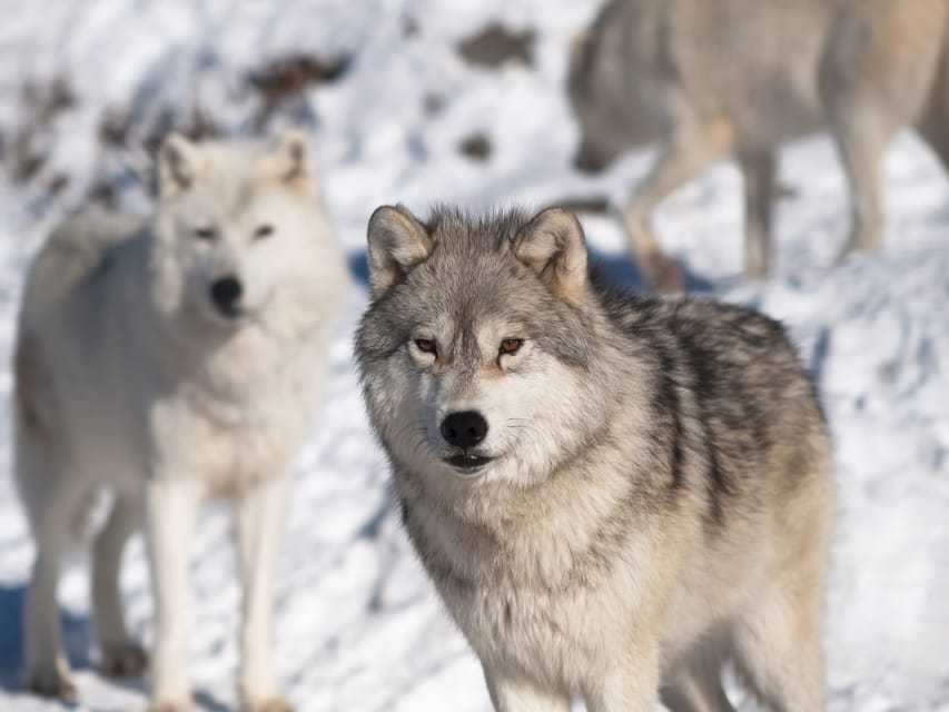 Rovaniemi: Ranua Zoo Visit with Lunch - What Guides Do That Changes the Experience