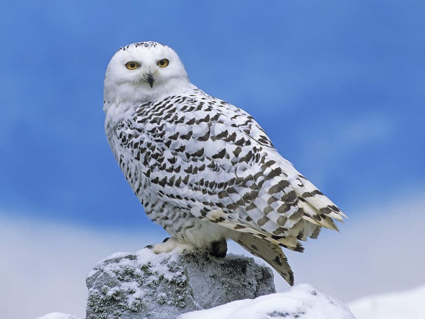 Rovaniemi: Ranua Zoo Visit with Lunch - Should You Book This Ranua Zoo + Lunch Tour?