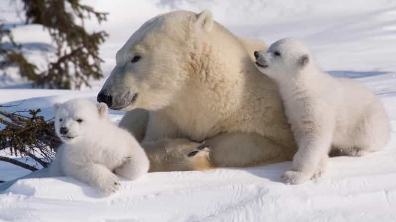 Rovaniemi: Ranua Zoo Visit with Lunch - Hotel Pickup and the Ounasvaara Hike for Big-View Lapland
