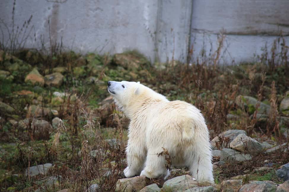 Rovaniemi: Ranua Zoo Wildlife Park Tour with hotel pickup - Key points to know before you go