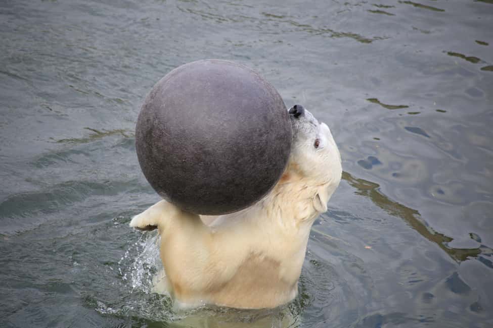 Rovaniemi: Ranua Zoo Wildlife Park Tour with hotel pickup - Rovaniemi pickup and the drive to Ranua Zoo