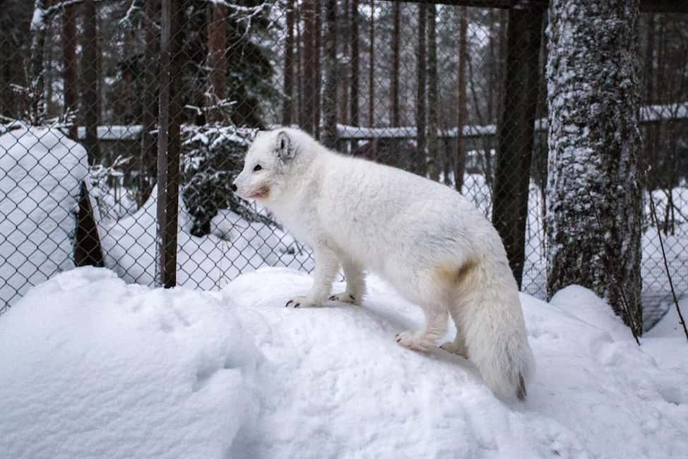 Rovaniemi: Ranua Zoo Wildlife Park Tour with hotel pickup - Should you book this Ranua Zoo Wildlife Park Tour from Rovaniemi?