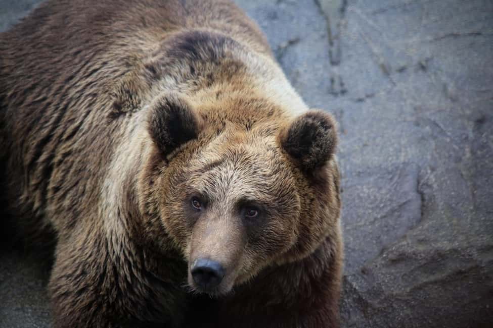 Rovaniemi: Ranua Zoo Wildlife Park Tour with hotel pickup - From tickets to tips: how the guided zoo visit is paced