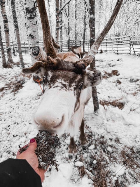 Rovaniemi: Reindeer Experience with Sleigh Ride - Transportation and timing: why 2.5 hours can feel longer (in a normal way)