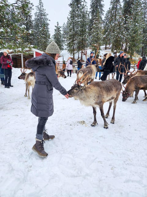 Rovaniemi: Reindeer Farm Visit and Sleigh Ride with transfer - Reindeer farm magic starts with pickup in Rovaniemi