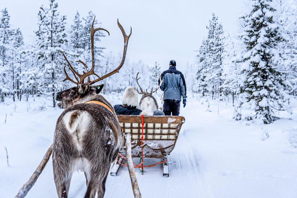 Rovaniemi: Reindeer Farm Visit and Sleigh Ride with transfer - Who this reindeer farm tour is best for