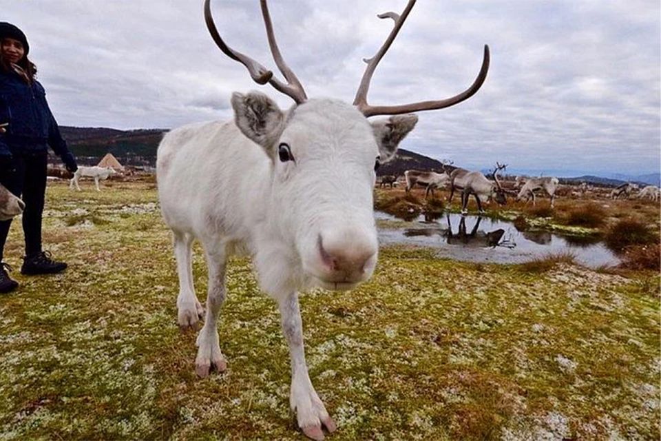 Rovaniemi: Reindeer Farm Visit in the Summer - Book or skip? My practical recommendation