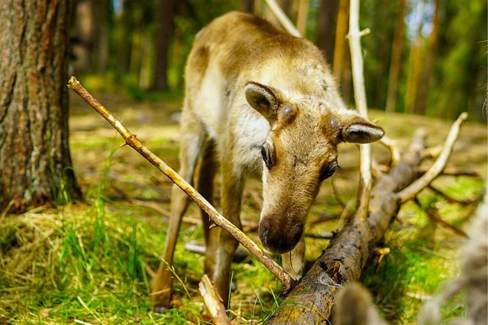 Rovaniemi: Reindeer Farm Visit in the Summer - First stop in Rovaniemi: Pickup at Nordic Unique Travels