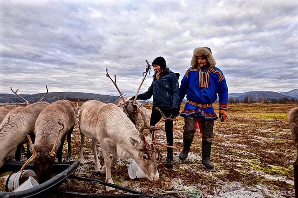 Rovaniemi: Reindeer Farm Visit in the Summer - Greet and feed: The real highlight of the summer visit