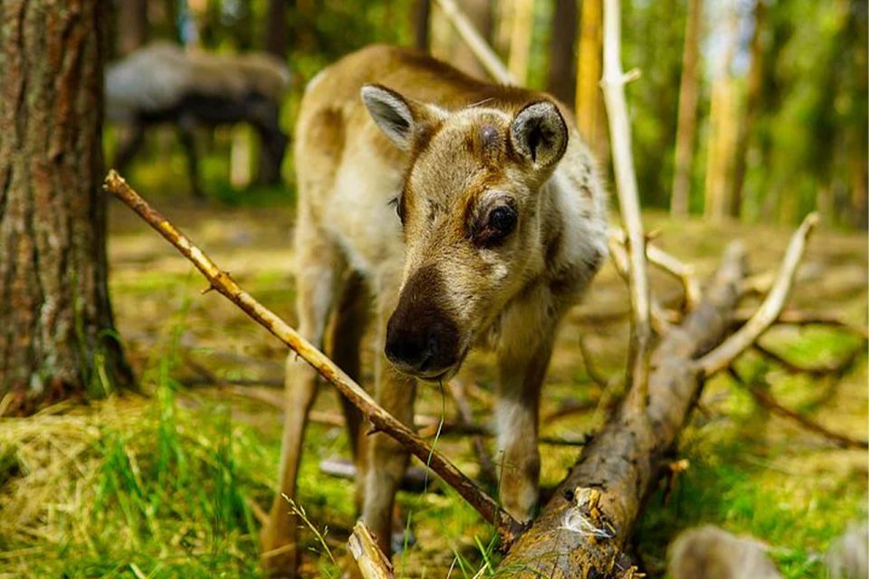 Rovaniemi: Reindeer Farm Visit in the Summer - Meeting the herders: Culture you can actually ask about