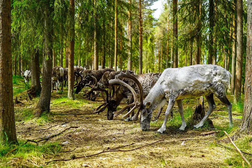 Rovaniemi: Reindeer Farm Visit in the Summer - Snacks, hot drinks, and a buffet lunch that keeps you comfortable