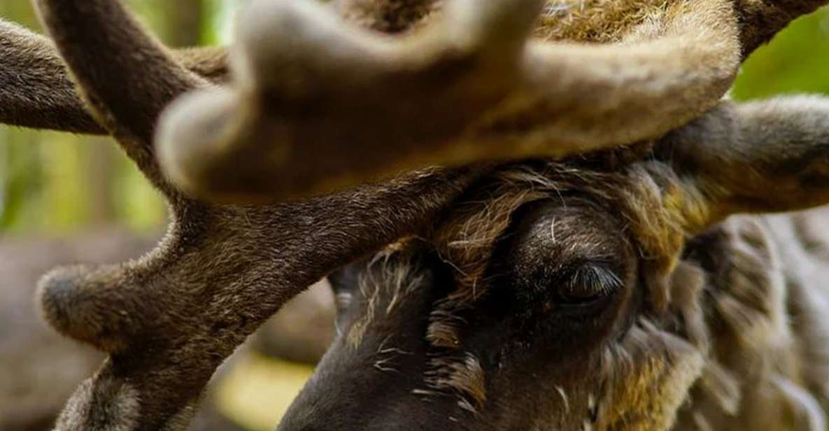 Rovaniemi: Reindeer Farm Visit in the Summer - Price in context: Is $146 per person good value?