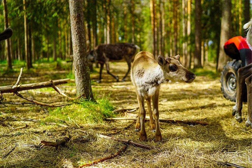 Rovaniemi: Reindeer Farm Visit in the Summer - Who should book this reindeer farm visit?