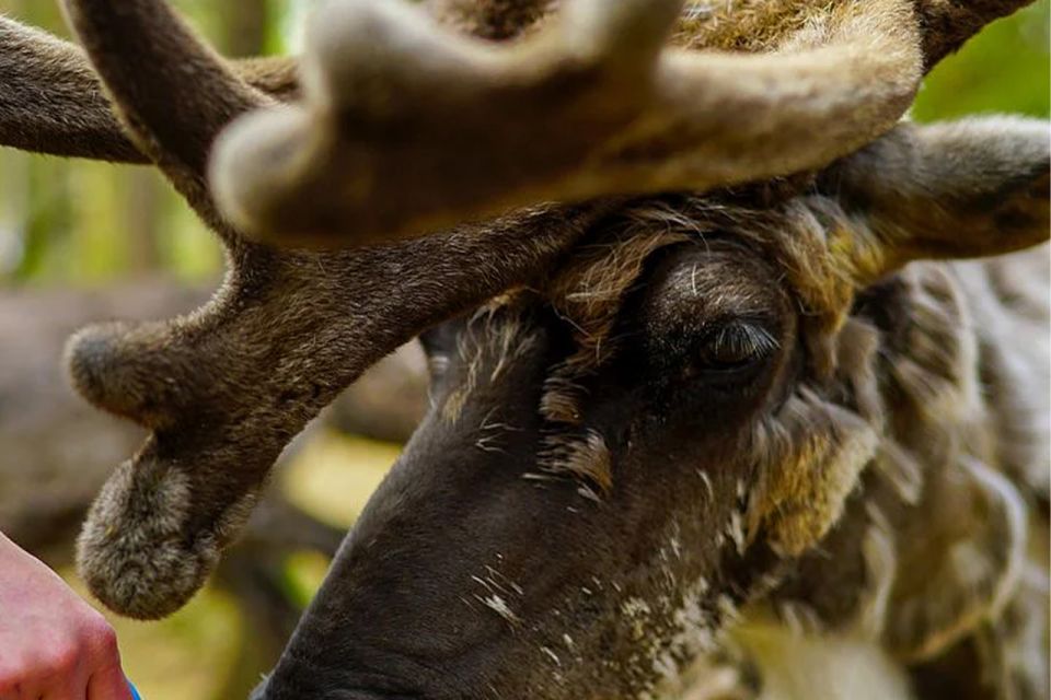 Rovaniemi: Reindeer Farm Visit in the Summer - Entering the Lappish reindeer farm: What semi-domesticated really means