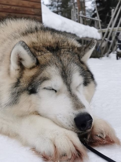 Rovaniemi: Reindeer, Huskies, Santa's Pets & Aurora Hunt - Smartphone aurora tips and the cold-weather game plan