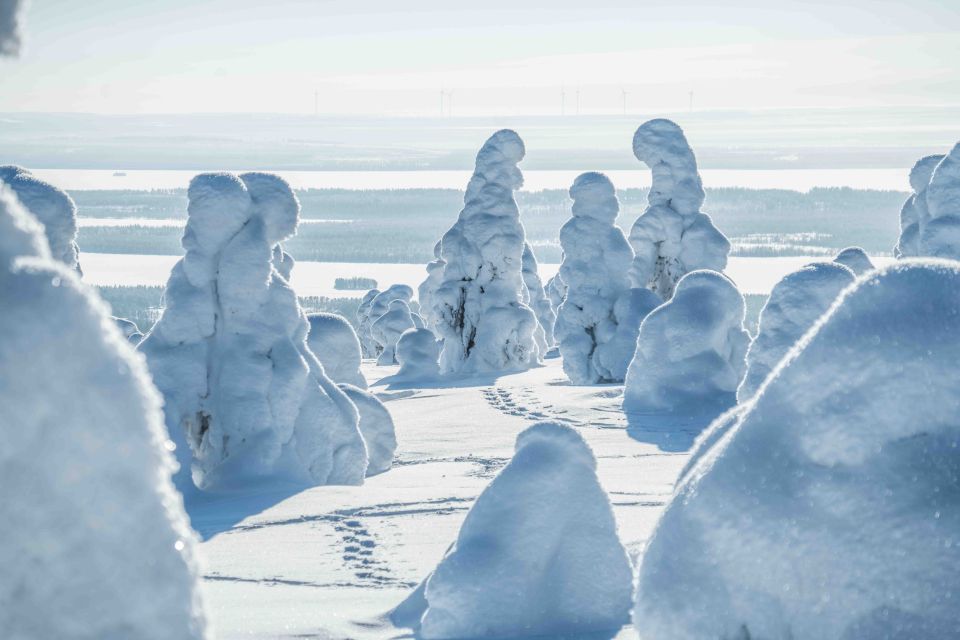 Rovaniemi: Riisitunturi National Park with Pro Photos & BBQ - Should You Book This Riisitunturi Photo & BBQ Tour?