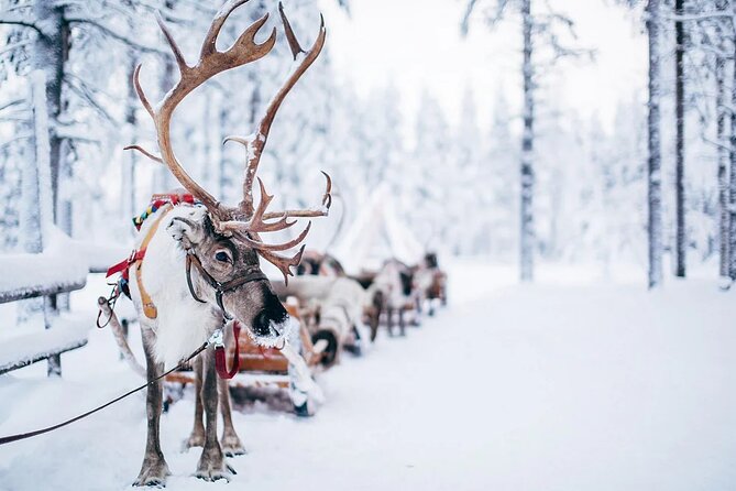 Rovaniemi Santa Claus Village Husky Reindeer Farm Arctic Museum - Santa Claus Village: Arctic Circle certificate, post office, and a brief Santa moment