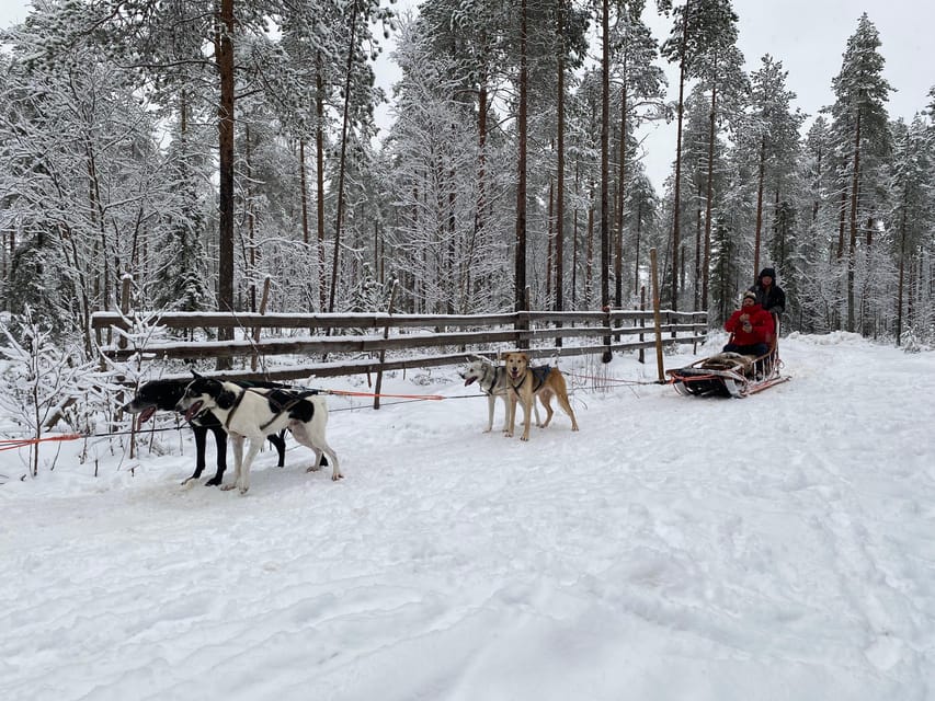 Rovaniemi: Santa Claus Village Tour Huskies & Reindeer ride - Small Group Size and Guide Experience (Including Behdad)
