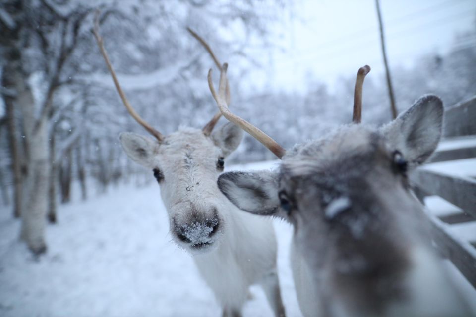 Rovaniemi: Santa Claus Village Tour Huskies & Reindeer Visit - Guides and small-group feel: what “up to 8” changes