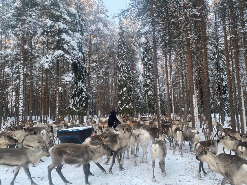 Rovaniemi: Santa Claus Village Tour Huskies & Reindeer Visit - Price and value: is $235 fair for 4.5 hours in Lapland?
