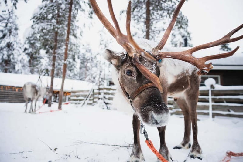 Rovaniemi: Snowmobile Tour and Reindeer Experience - Where you meet: Santa’s Village offices and pickup in Rovaniemi