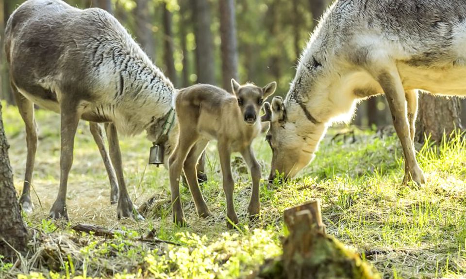 Rovaniemi: Summer Reindeer Farm Experience - Key things you will notice on this Rovaniemi summer reindeer farm visit