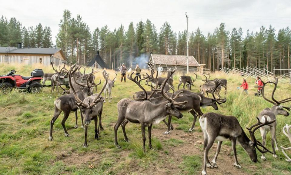 Rovaniemi: Summer Reindeer Farm Experience - From Rovaniemi to the Farm: The calm Arctic morning drive