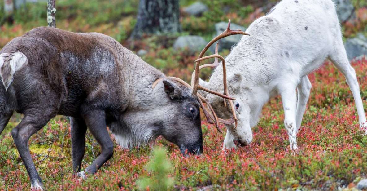 Rovaniemi: Summer Reindeer Farm Experience - Feeding reindeer in summer: what happens when you get up close
