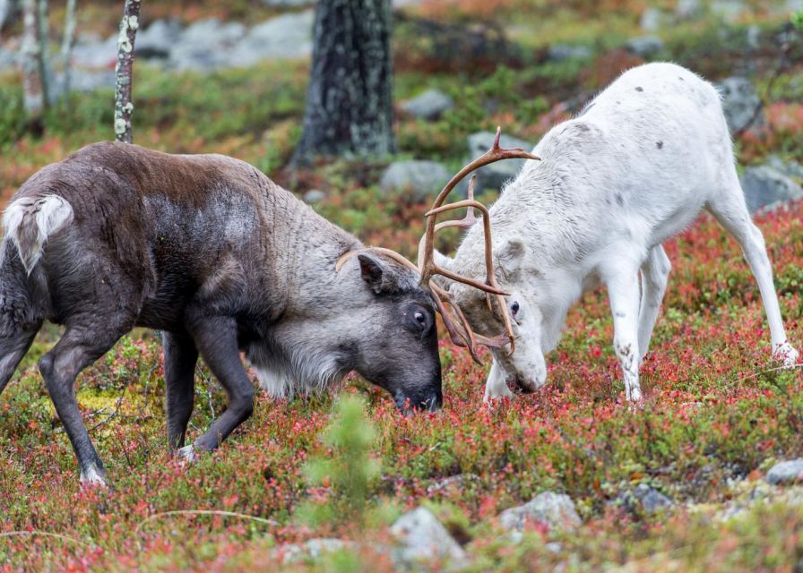 Rovaniemi: Summer Reindeer Farm Experience - Small group energy: why a limit of 9 helps your experience