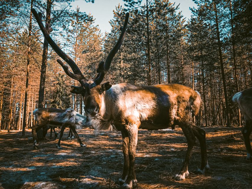 Rovaniemi: Summer Reindeer Farm Experience - Timing and pickup: making the morning work smoothly