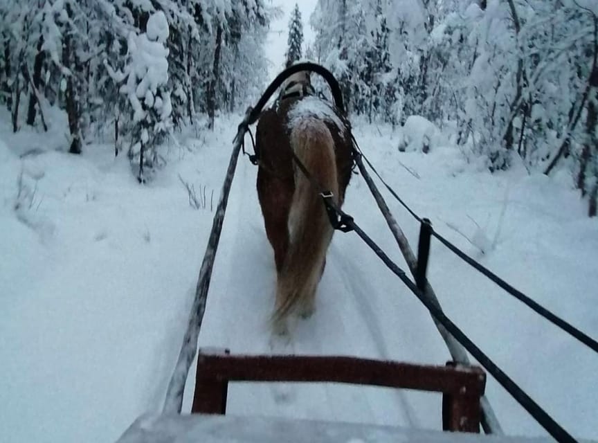 Rovaniemi: Traditional Finnhorse Sleigh Ride at SCV (3km) - Weather realities and who should book this one
