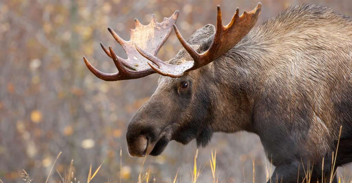 Rovaniemi: Wild Moose Safari - Key things I’d circle before you go