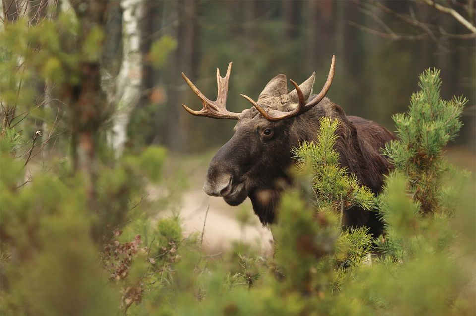 Rovaniemi: Wild Moose Safari - Moose safari timing in Rovaniemi: why sunrise and sunset matter