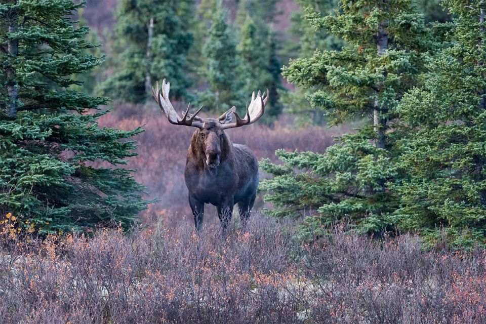 Rovaniemi: Wild Moose Safari - The moose guide’s job: reading the forest without spooking animals