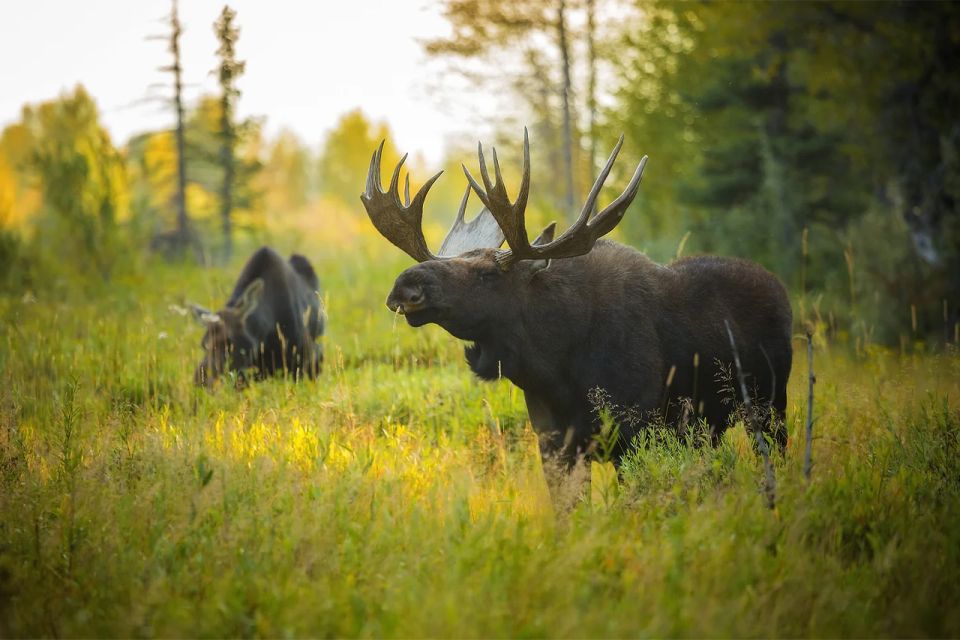 Rovaniemi: Wild Moose Safari - Sunset stop in Lapland: gingerbread, blueberry juice, and frozen-lake views