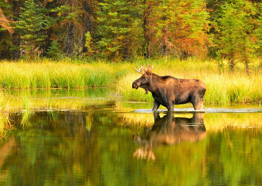 Rovaniemi: Wild Moose Safari - Who should book this moose safari (and who might not enjoy it)