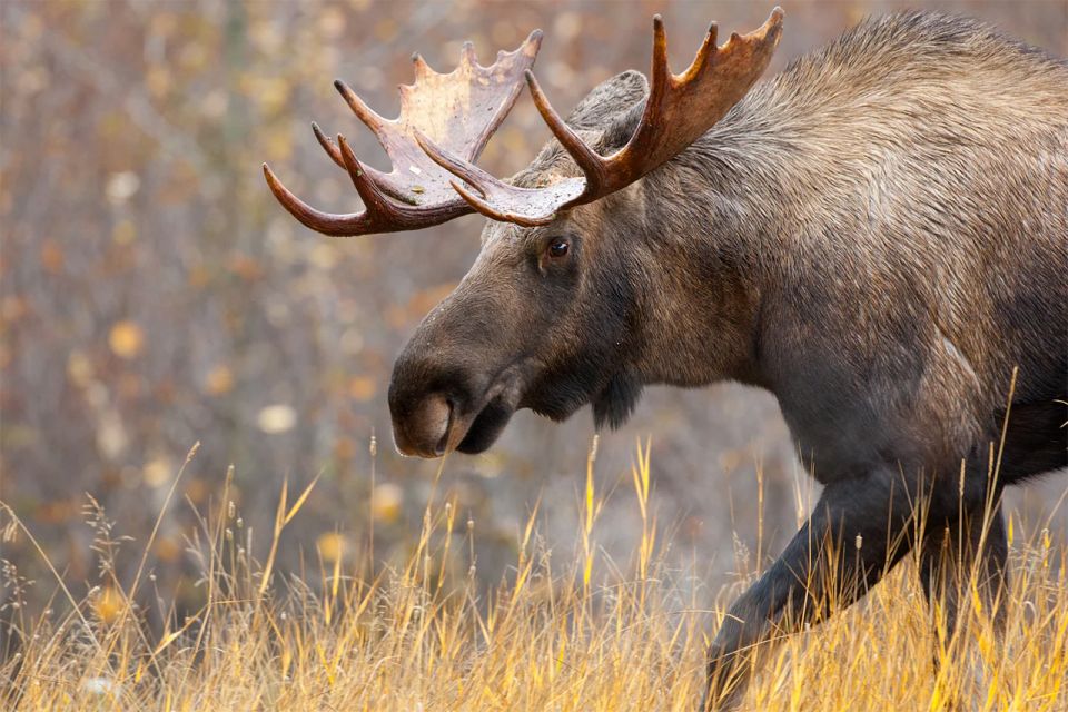 Rovaniemi: Wild Moose Safari - A practical checklist for making the most of the day