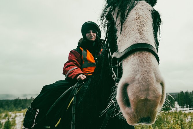 Small-Group Arctic Circle Horse Riding from Rovaniemi - Key highlights before you ride