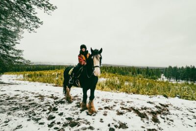 Small-Group Arctic Circle Horse Riding from Rovaniemi - Meet the Irish Cobs: stable steps, shoeless comfort