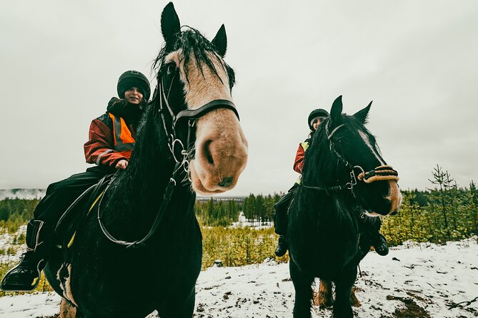 Small-Group Arctic Circle Horse Riding from Rovaniemi - Price and value: what $145 gets you (and why it’s worth it)