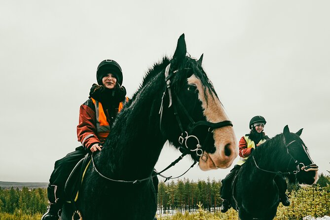 Small-Group Arctic Circle Horse Riding from Rovaniemi - Booking verdict: should you book this ride?