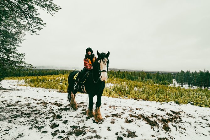 Small-Group Arctic Circle Horse Riding from Rovaniemi - Meet the Irish Cobs: stable steps, shoeless comfort