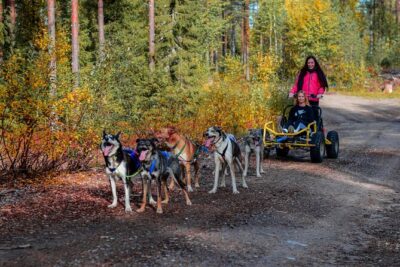 Small-Group Husky Sledding on Wheels in Rovaniemi in the fall - Key things to know before you go
